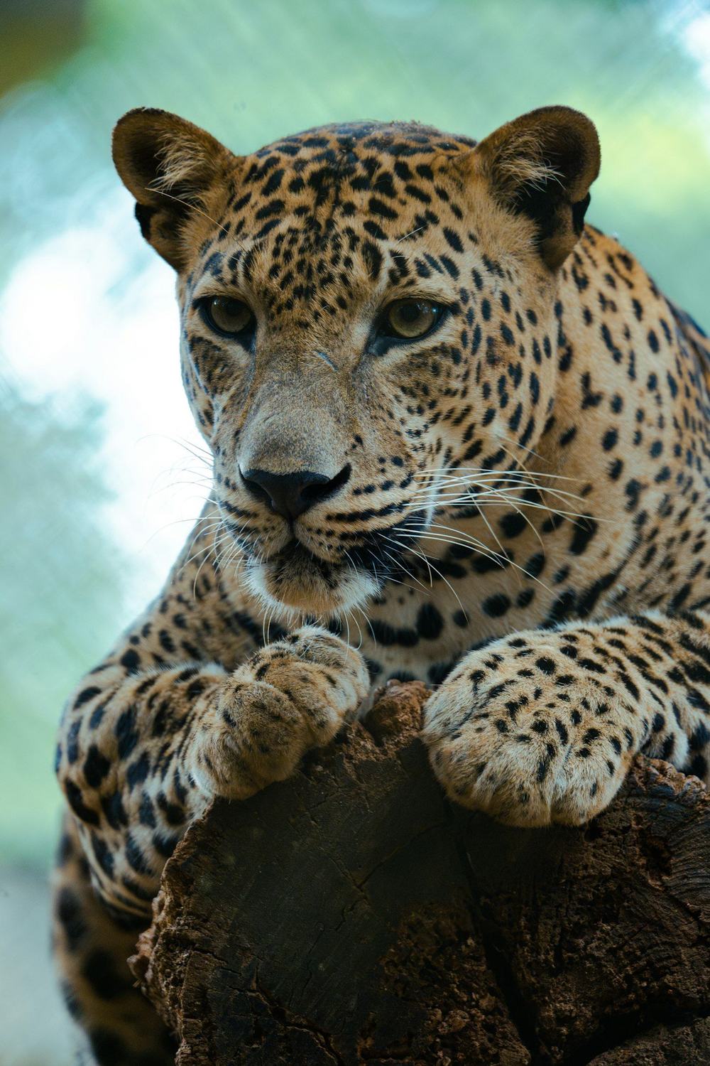 Safari in Yala - wildlife experience on a Sri Lanka tour